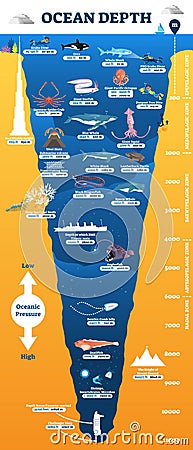 Ocean depth underwater wildlife infographic, vector illustration educational oceanography diagram Vector Illustration