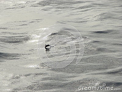 Ocean and dolphin splashing in the water. Sea background. Abstraction Ð¸background Stock Photo
