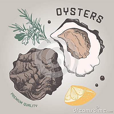 Ocean fresh oysters vector single shell Vector Illustration
