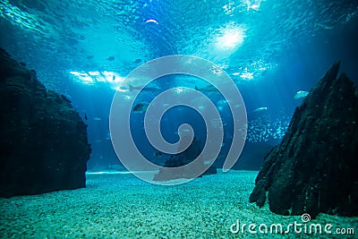 Ocean giant fish world in aquarium for observation. Stock Photo