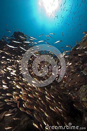 Ocean, glassfish and barracudas Stock Photo