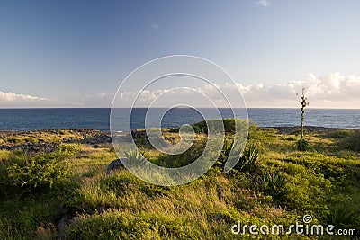 Ocean greenery Stock Photo
