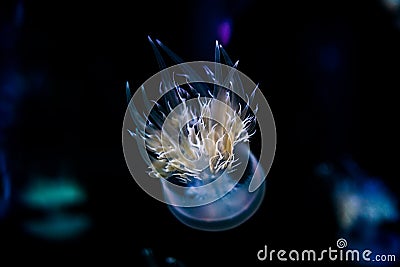 Ocean jellyfish close-up Stock Photo