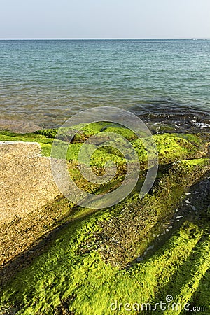 Ocean moss grass Stock Photo