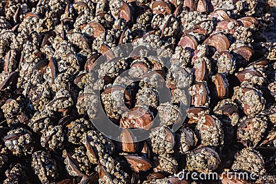 Ocean Mussels Marine Life Exposed Stock Photo