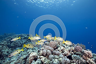 Ocean and one-spot snappers Stock Photo