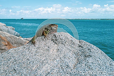 Ocean rest. Iguana on the stone. Beautiful tropical animal. King iguana resting on the beach. Summer time concept. Green Stock Photo