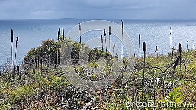 Ocean 5 rocks view plant grass flowers Stock Photo