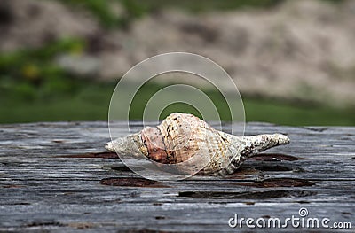 Ocean shell on the old board Stock Photo