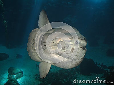 Ocean sunfish Stock Photo