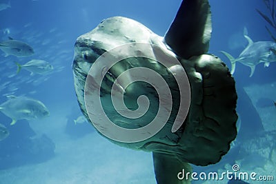 Ocean sunfish Stock Photo