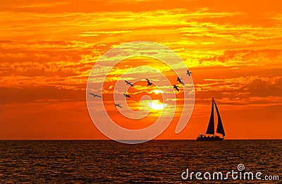 Ocean Sunset Sailboat Birds Stock Photo