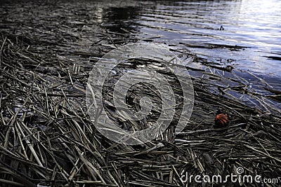 Dead Straw weed plants floating in water with red ball Stock Photo