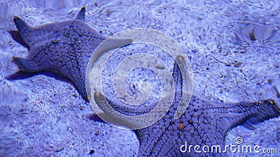 Ocean tropical exotic Starfish on aquarium bottom. Closeup two amazing sea starfish lying on sandy bottom in clean aquarium water Stock Photo