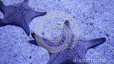 Ocean tropical exotic Starfish on aquarium bottom. Closeup two amazing sea starfish lying on sandy bottom in clean aquarium water Stock Photo