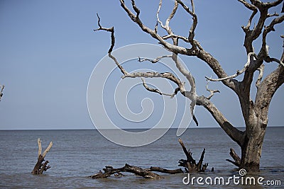Ocean view at Jekyll Island, GA with a large piece of driftwood in the ocean Stock Photo