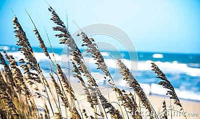 Sea Oats Beach Ocean Scenic View Stock Photo