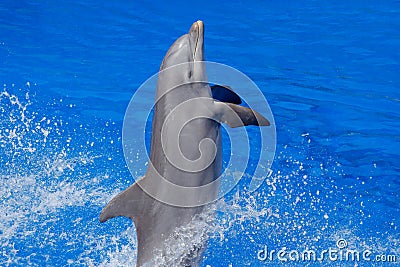 Ocean wave with animal. Bottlenosed dolphin, Tursiops truncatus, in the blue water. Wildlife action scene from ocean Dolphin Stock Photo