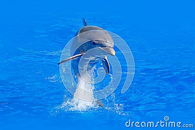 Ocean wave with animal. Bottlenosed dolphin, Tursiops truncatus, in the blue water. Wildlife action scene from ocean nature. Dolph Stock Photo