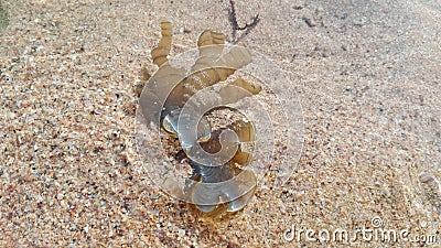 Oceanic flora, seashells, seaweed. India, Gokarna Stock Photo