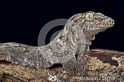 Oceanic Gecko (Gehyra oceanica) Stock Photo