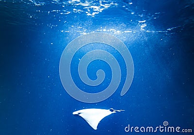 Oceanic Manta Ray in blue water Stock Photo