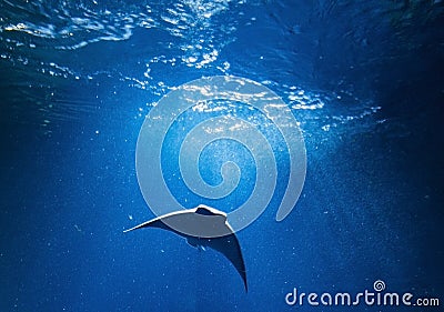 Oceanic Manta Ray in blue water Stock Photo