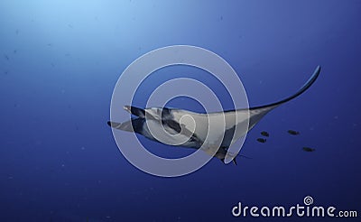 Oceanic Manta Ray Stock Photo