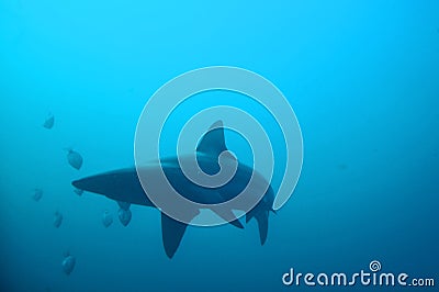 Oceanic shark Stock Photo