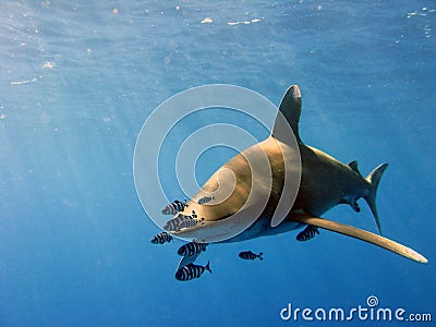 Oceanic White Tip Stock Photo