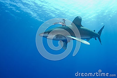 Oceanic White Tip shark (Carcharinus longimanus) Stock Photo