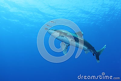 Oceanic White Tip shark (Carcharinus longimanus) Stock Photo