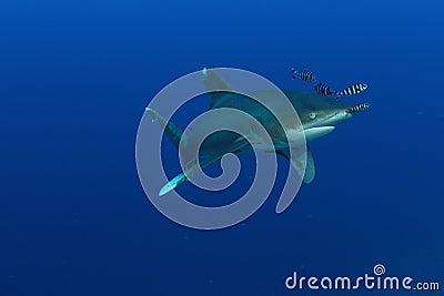 Oceanic White Tip shark (Carcharinus longimanus) Stock Photo