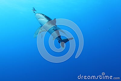 Oceanic White Tip shark (Carcharinus longimanus) Stock Photo