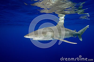 An Oceanic White Tip Shark and Its Reflections in the Bahamas Stock Photo