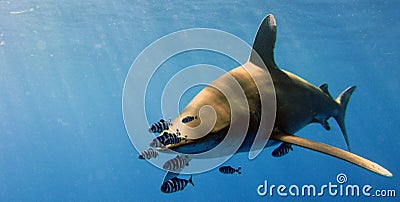 Oceanic White Tip Stock Photo