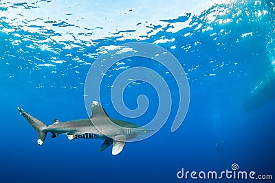 Oceanic whitetip shark approaching divers Stock Photo