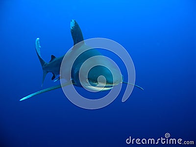 Oceanic Whitetip shark (Carcharhinus longimanus) Stock Photo
