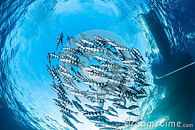 Oceanic whitetip shark with pilot fish Stock Photo