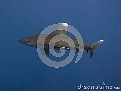 Oceanic whitetip shark Stock Photo