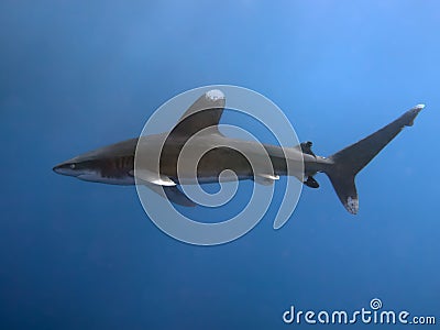 Oceanic whitetip shark Stock Photo