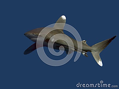 Oceanic whitetip shark Stock Photo