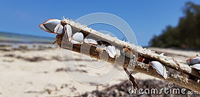 Oceanlife Stock Photo