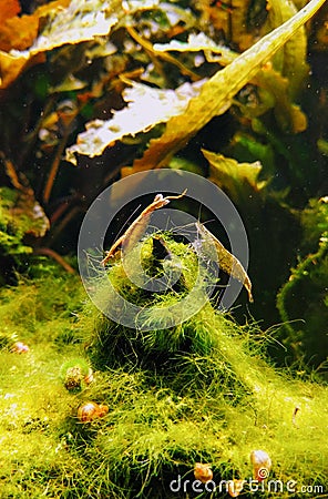 Oceanlife Stock Photo