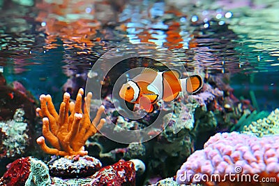 Ocellaris clownfish Stock Photo