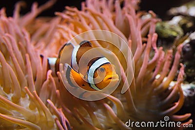 Ocellaris clownfish Amphiprion ocellaris Stock Photo