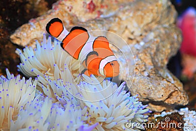 Ocellaris clownfish Stock Photo