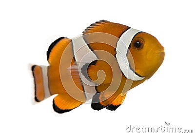 Ocellaris clownfish, Amphiprion ocellaris, isolated Stock Photo