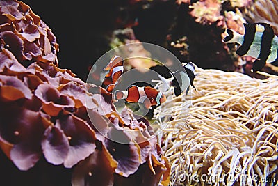 Ocellaris clownfish Amphiprion ocellaris Stock Photo