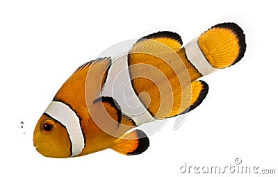 Ocellaris clownfish bubbling, Amphiprion ocellaris, isolated Stock Photo